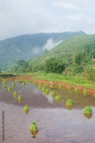Green Terraced Rice Field in Pa Pong Pieng , Mae Chaem, Chiang Mai, Thailand