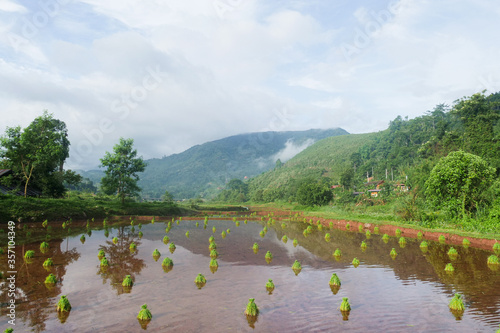 Green Terraced Rice Field in Pa Pong Pieng , Mae Chaem, Chiang Mai, Thailand