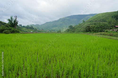 Green Terraced Rice Field in Pa Pong Pieng , Mae Chaem, Chiang Mai, Thailand © Boonchok