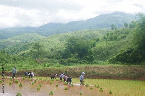 rice field in thailand