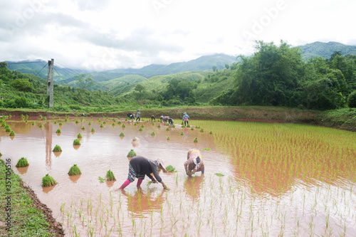 rice field in thailand