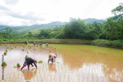 rice field in thailand