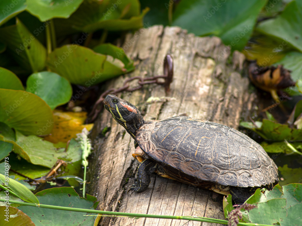 Fototapeta premium P1010033 red-eared slider turtle, Trachemys scripta elegans, Ladner, British Columbia cECP 2020