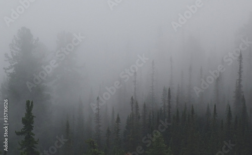 the outline of the forest emerges from the morning mist