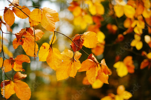 Autumn time. Fall forest. Branches with yellow leaves on a blurred autumn forest background.Yellow leaf close-up. Autumn nature landscape wallpaper. Autumn mood.