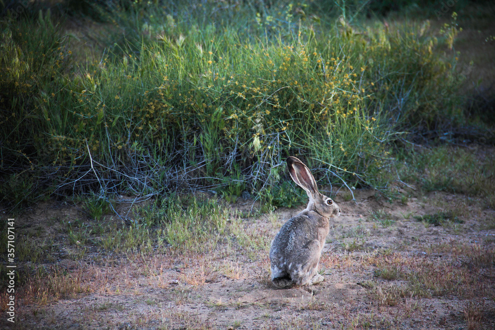 Fototapeta premium Little bunny looking for food.