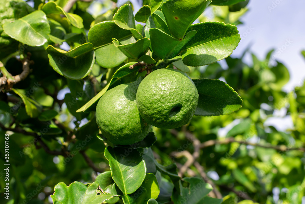 Fresh bergamot and leaf on bergamot tree. Fresh bergamot and leaf on bergamot tree.