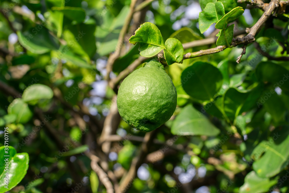 Fresh bergamot and leaf on bergamot tree.