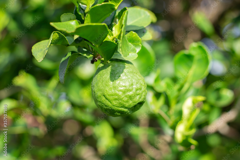 Fresh bergamot and leaf on bergamot tree. Fresh bergamot and leaf on bergamot tree.