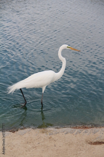 A lovely egret walking on the side of the lake.