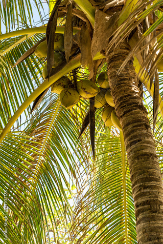 Coconut palm tree on blue sky