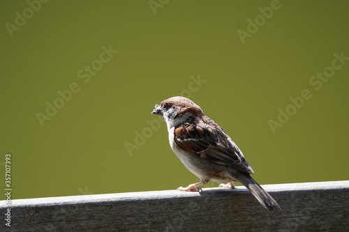 sparrow on deck