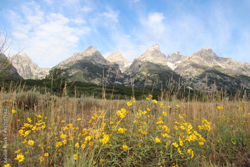 Yellow wild flowers with lovely mountains behind.