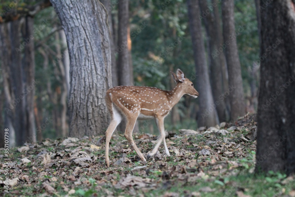 deer in the forest deer in the forest