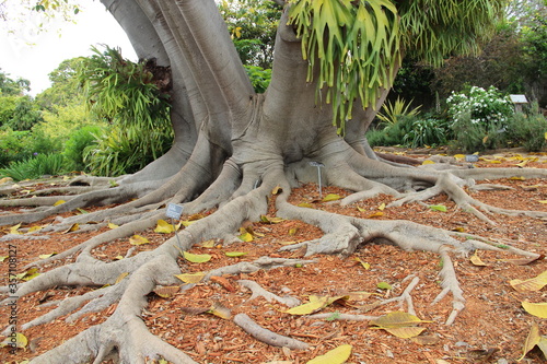 Big and spread out roots of a two tangled trees.