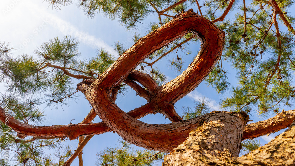 Fototapeta premium 소나무