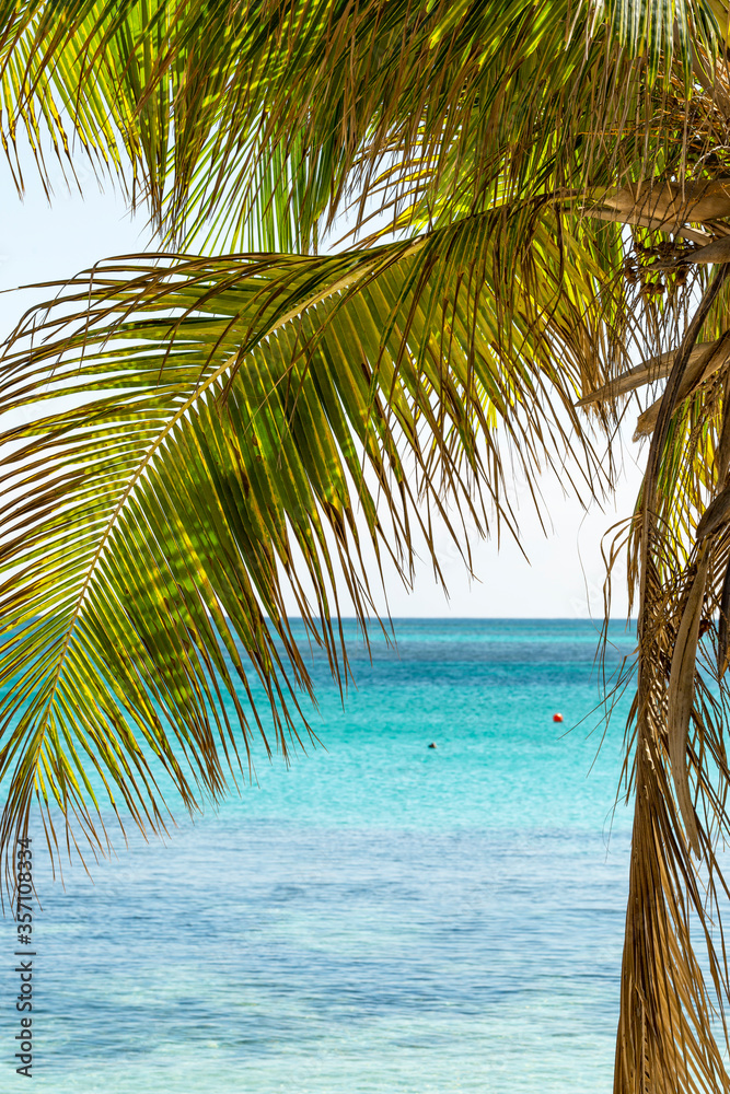 Fototapeta premium Tropical scene with palm trees