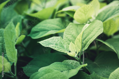 Hydrangea plant growth in the garden. Selective focus.