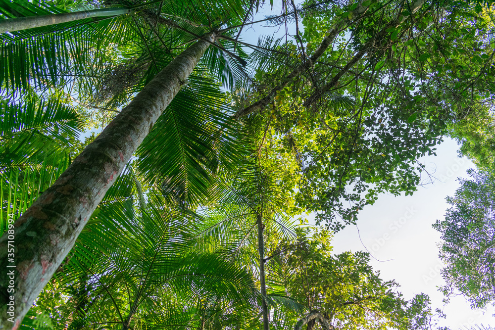 Fototapeta premium bottom view of trees in green forest with sky and sun rays