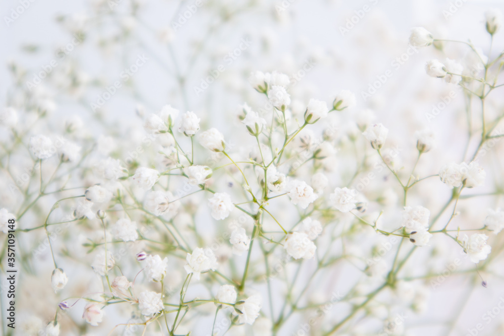 Gypsophila Flowers. Blooming white flowers