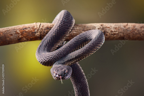 Mangrove viper on a twigs in tropical garden 
