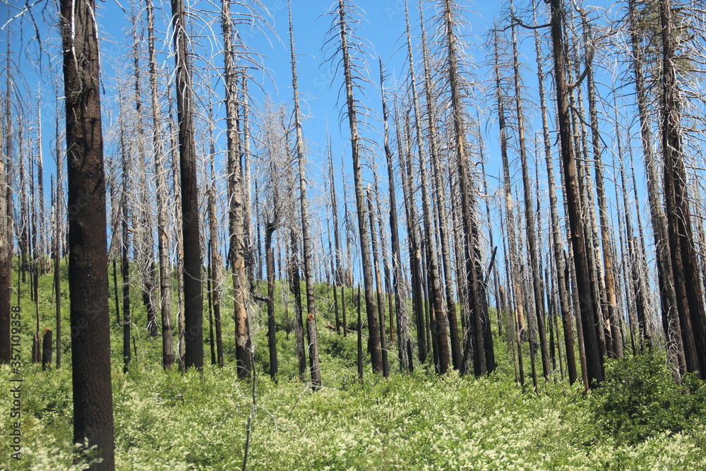 Dried trees the result from a wildfire. Dried trees the result from a wildfire.