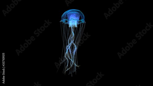 blue jellyfish swimming in deep ocean shot on side view 4k footage with clean alpha channel You can see the enhanced detail and realism of the jelly fish, so the clips are usable for close-up shots photo