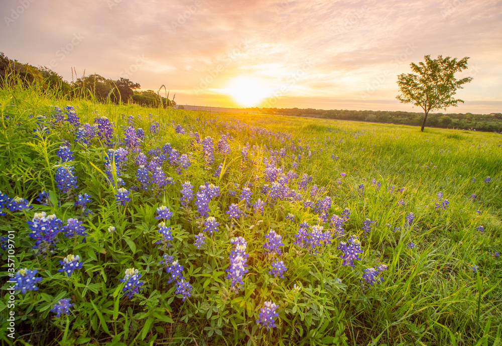 Fototapeta premium Bluebonnett Sunrise, Cedar Park TX