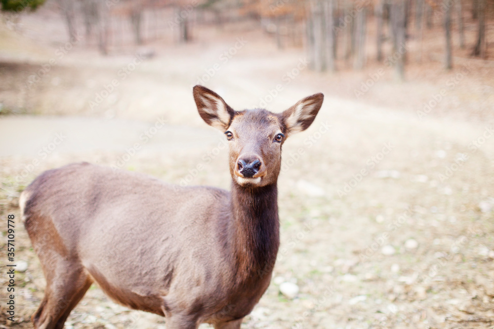 ELK ELK