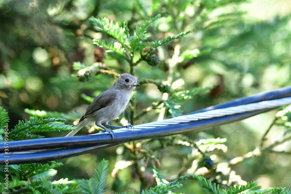 Obraz premium Tufted titmouse aka Baeolophus bicolor