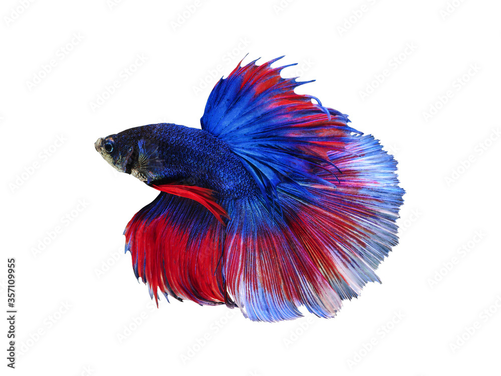Obraz premium Betta fish multi color / close up isolate siamese fighting fish with clipping path / beautiful vivid abstract and fancy of fin