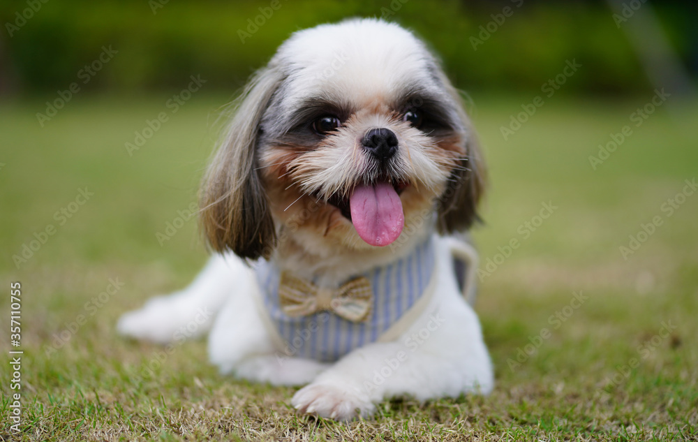 Portrait happy shisu dog in the park.