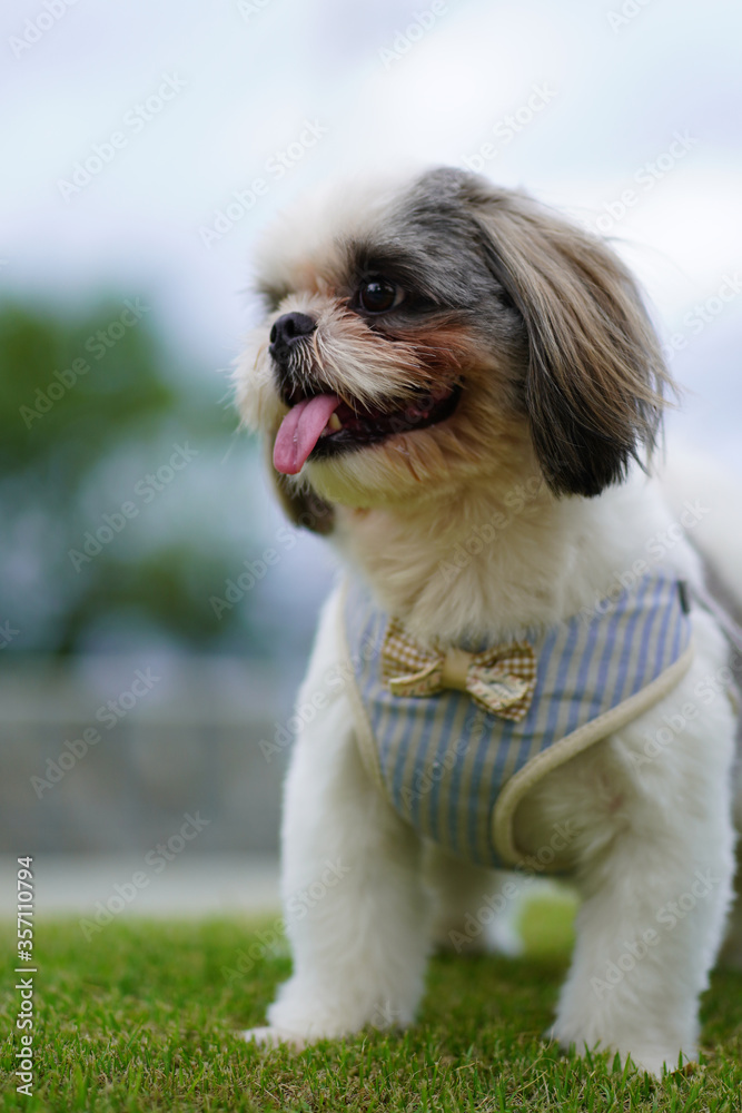 Portrait happy shisu dog in the park. Portrait happy shisu dog in the park.