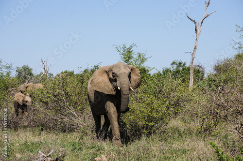 Canvas Print Small herd of elephants emerging from the bush.