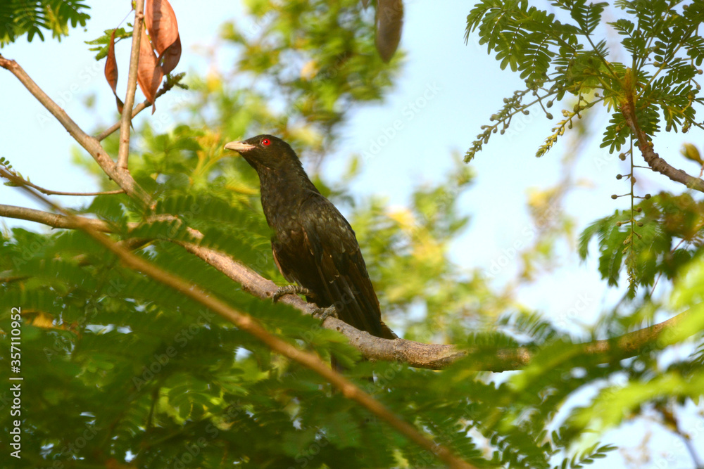 Cuckoo on a branch
Cuckoo on a branch