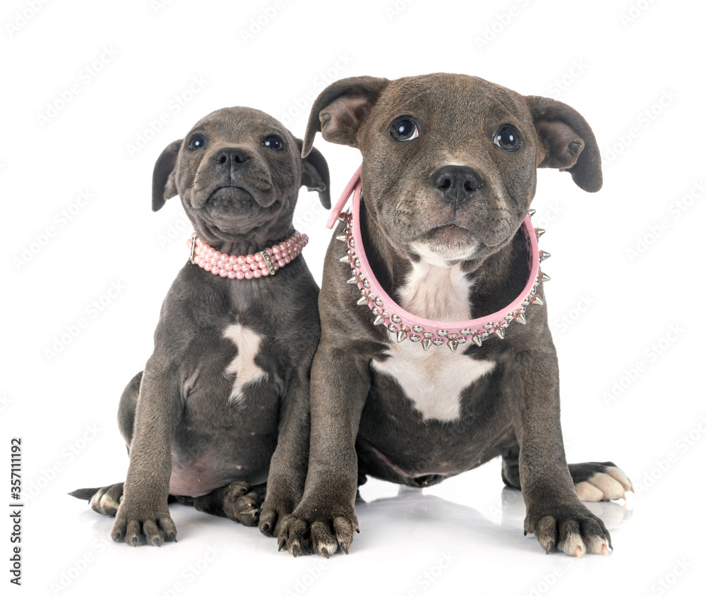 puppies staffordshire bull terrier