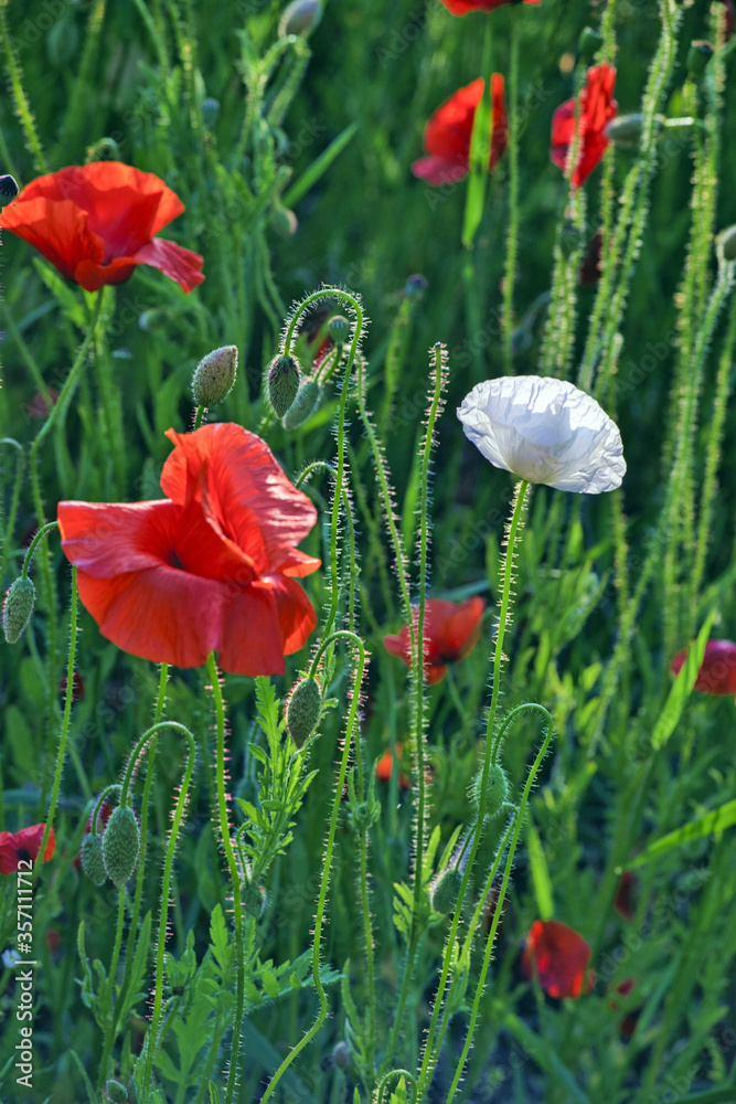 Obraz premium red and white poppy flowers