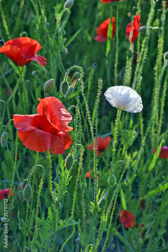 red and white poppy flowers
