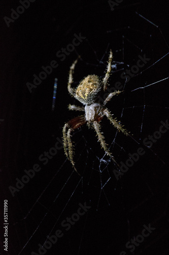 Brown Orb Spider