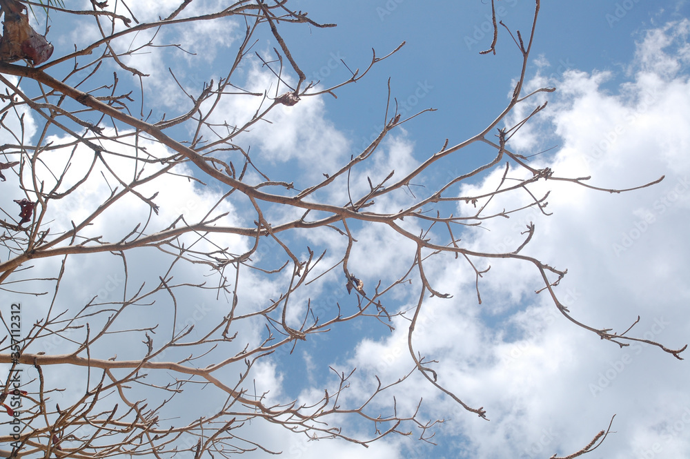 Tree branch empty leaves at Calumbuyan island