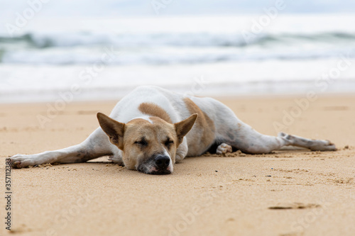 Homeless dog on brown sand beach. Homeless dog relaxing on brown sand tropical beach. © nattaphol