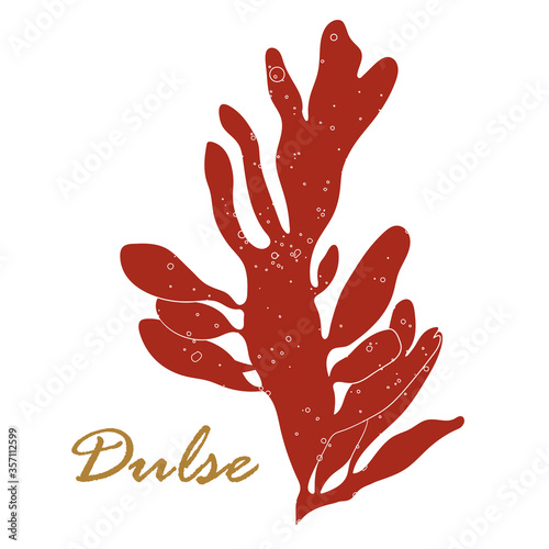 Dulse seaweed or Palmaria palmata. Edible red algae isolated on white background. Vector botanical illustration.