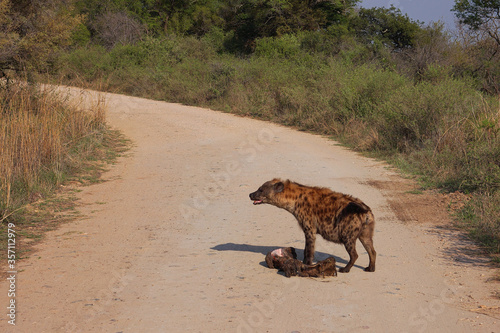 Obraz na plátně Spotted hyena with hippo leg on road