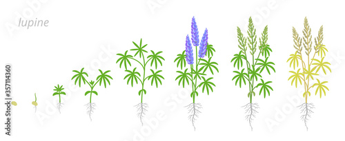 Blue lupine plant growth stages development. Narrow-leaved lupin. Lupinus albus flowering plants in the legume family Fabaceae. Animation progression. Vector infographic.