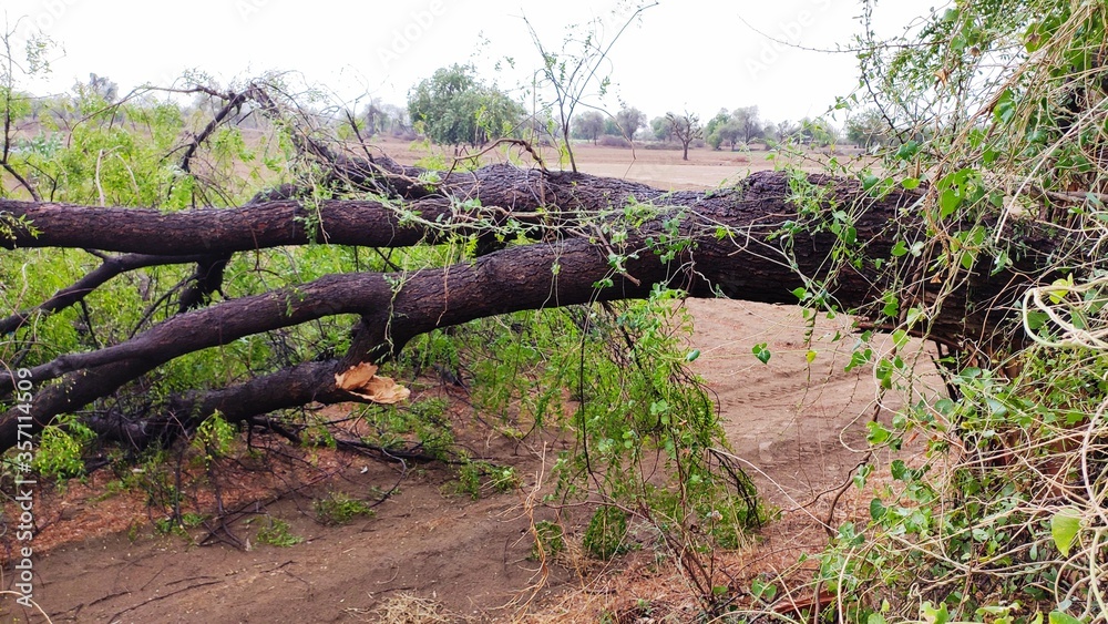 Broken Neem tree (Azadirachta indica) cause of
heavy thunderstorm Broken Neem tree (Azadirachta indica) cause of
heavy thunderstorm