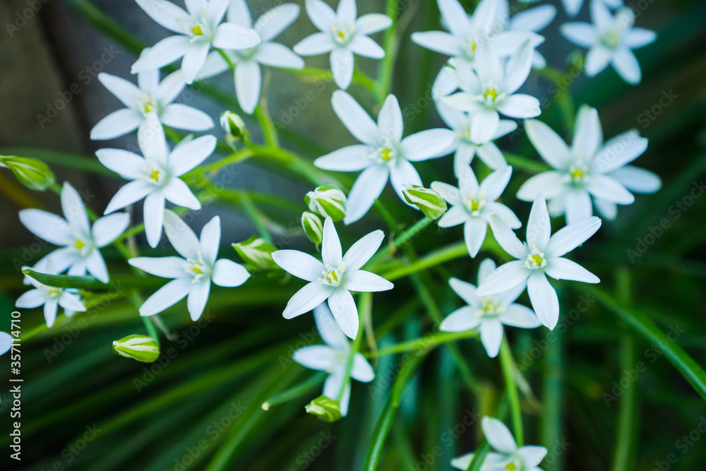 Blooming white Ornithogalum in the garden. Selective focus. Blooming white Ornithogalum in the garden. Selective focus.