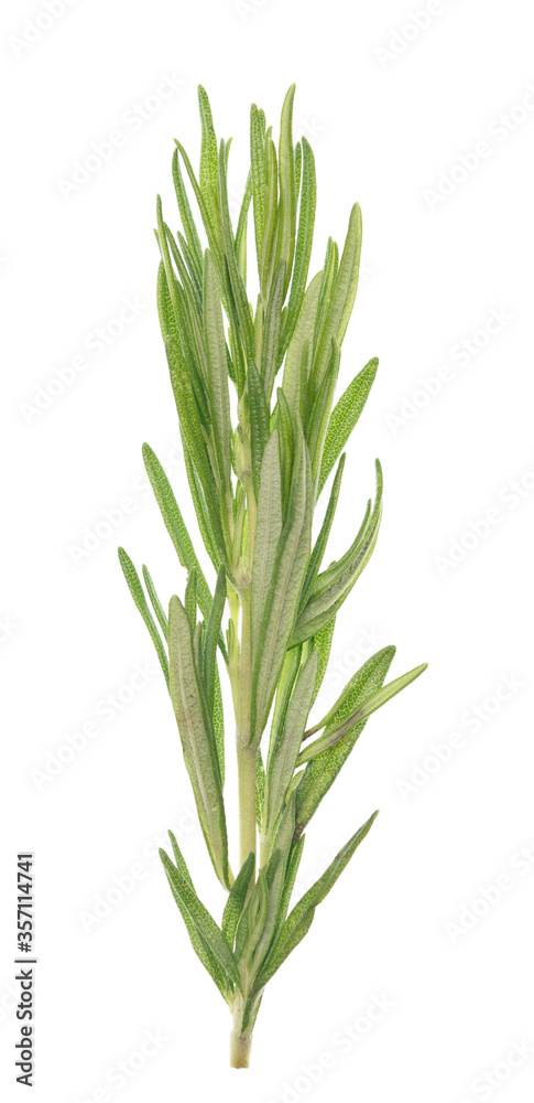 Obraz premium Rosemary on white