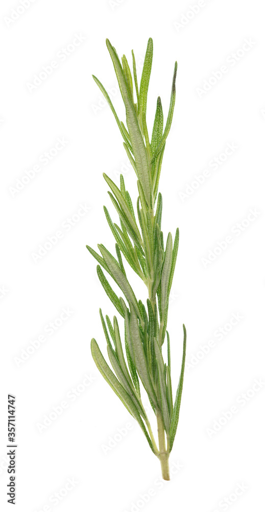 Rosemary on white