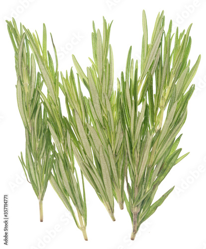 Rosemary on white