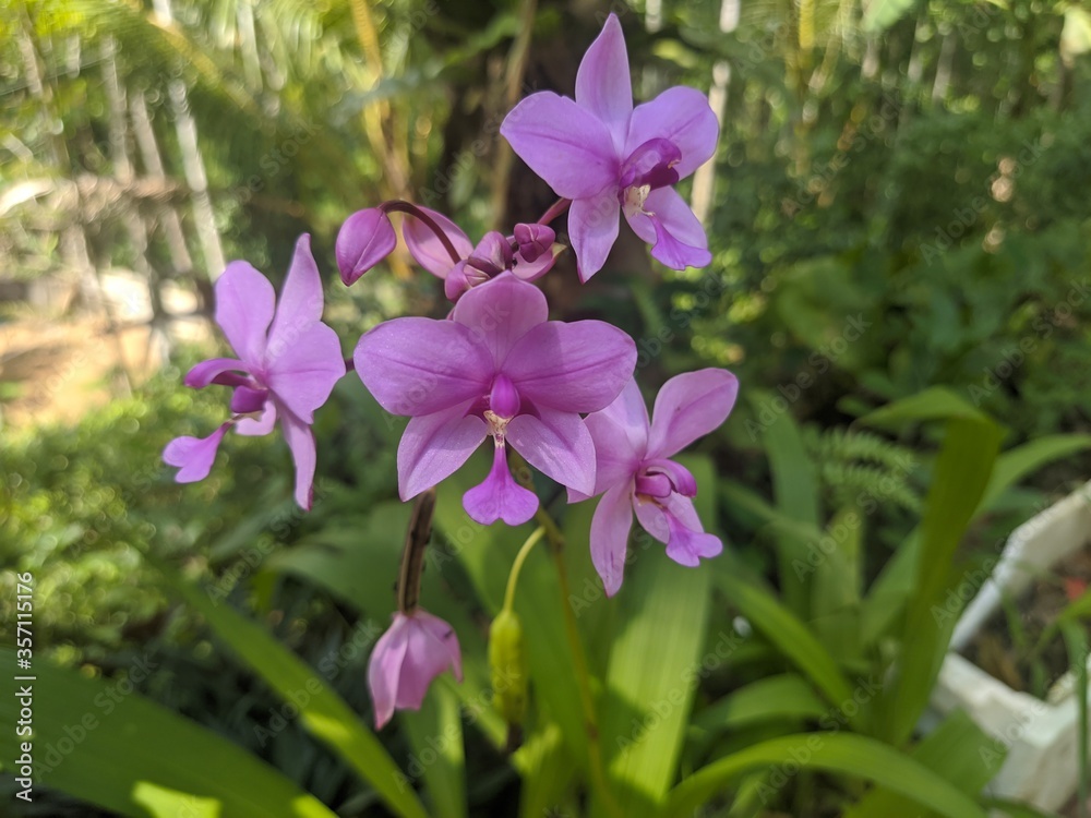 Philippine ground orchid, Spathoglottis plicata Philippine ground orchid, Spathoglottis plicata